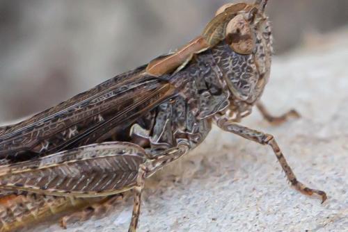 Réf. 298 346 : Omocestus raymondi raymondi
